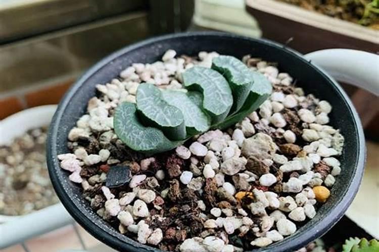 玉扇怎么养殖才能饱满通透