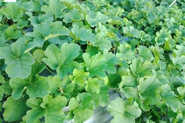 磷酸二氢钾对瓜果的使用量是多少