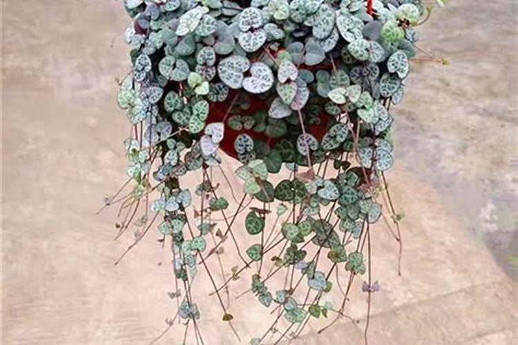 家中经常见的哪些东西是多肉的极品肥料？