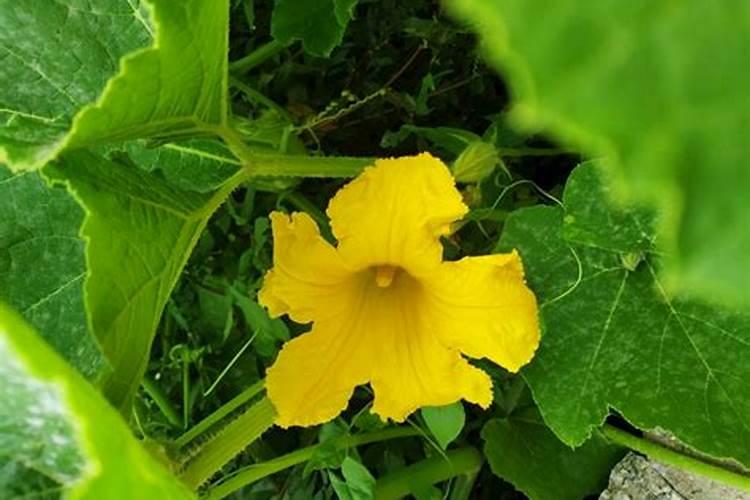 贝贝南瓜结果后在打叶面肥有用吗