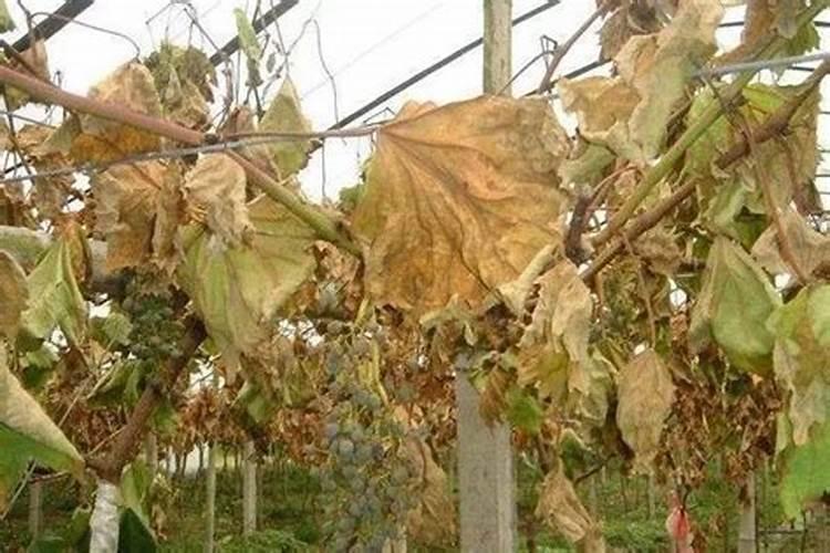 水稻老叶枯黄最简单三个步骤