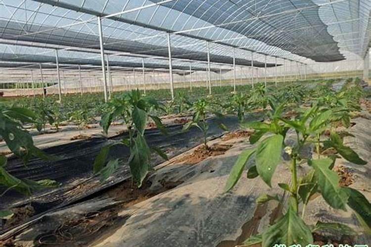 大棚用了好几年种什么都不长,怎么应对土壤酸碱化？