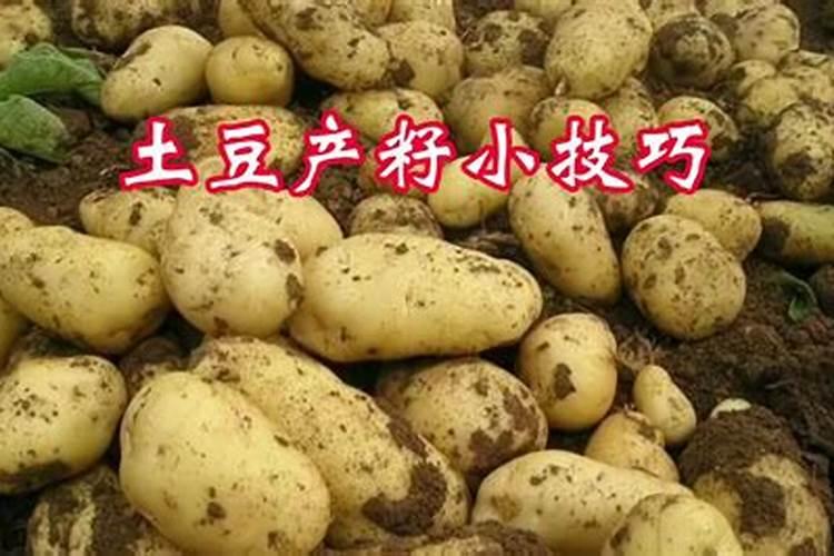土豆膨大期施什么肥？磷酸二氢钾能助增收吗