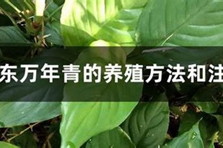 广东万年青用什么肥料