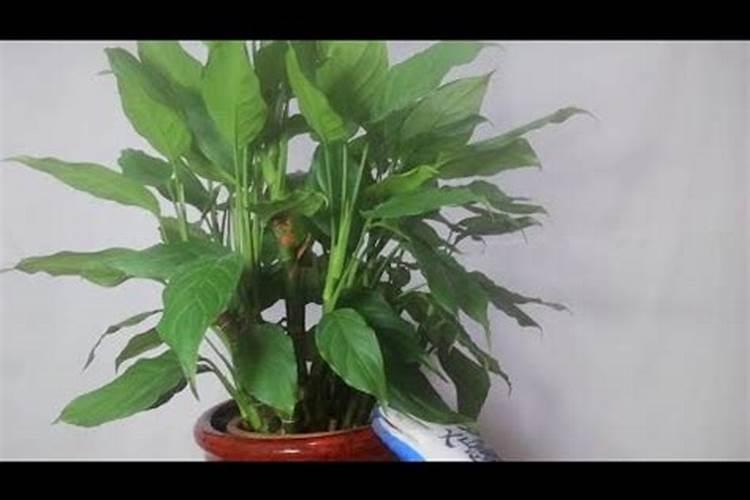 广东万年青用什么肥料