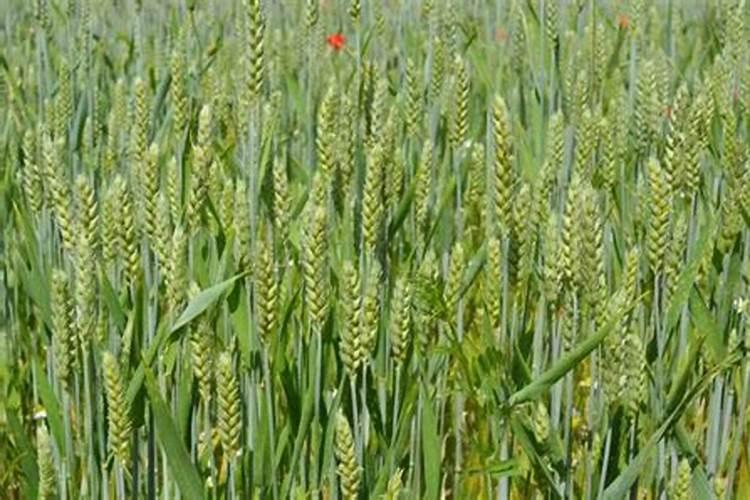 磷肥一亩地用多少