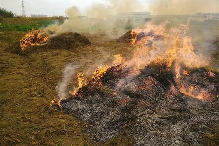 黄瓜促进果实生长叶面喷什么好？黄瓜防裂用什么叶面肥好？