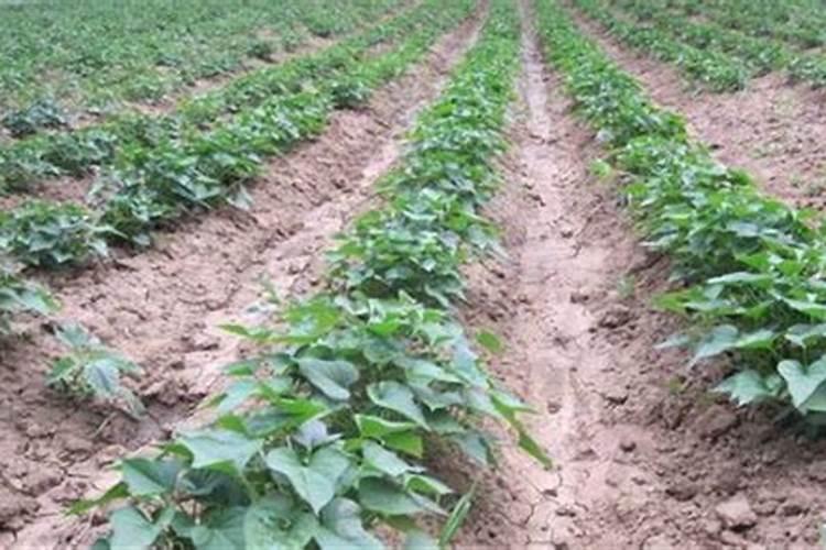 西瓜底肥施肥方案,西瓜施肥的流程和注意事项