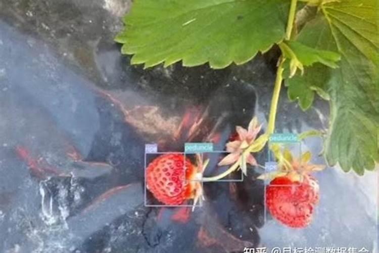 草莓各个时期的施肥方案 什么时候冲高磷肥