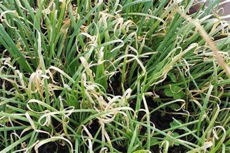 马齿苋多肉植物生长习性对于光照有什么要求