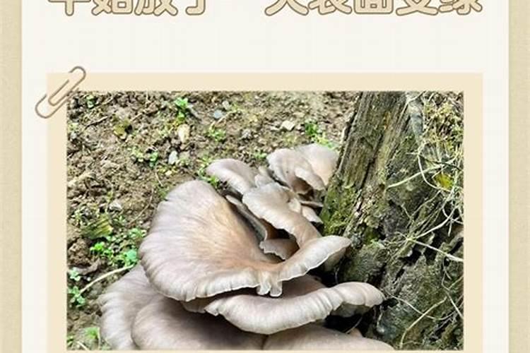 芝麻种植后的除草剂