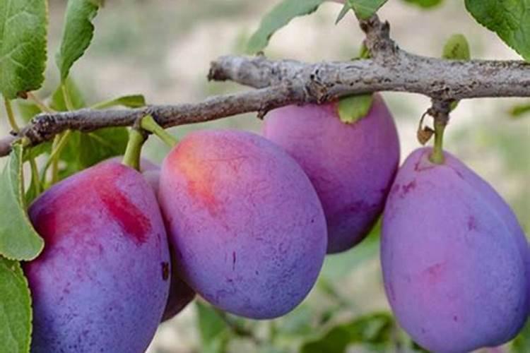 李子树施什么肥好