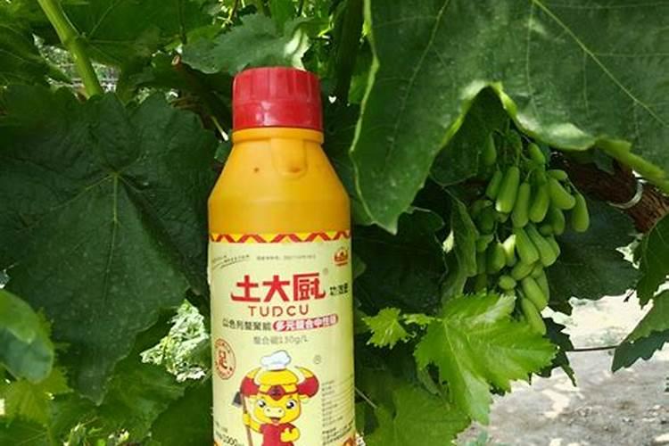 大蒜需要锌和硼肥吗？