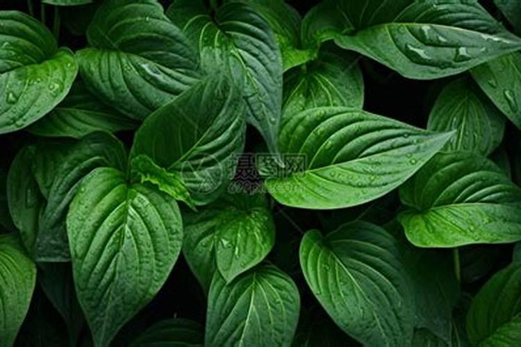 绿植有什么叶面肥