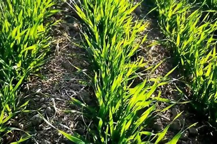 如何做好稻田肥水管理？水稻发黄怎么办？