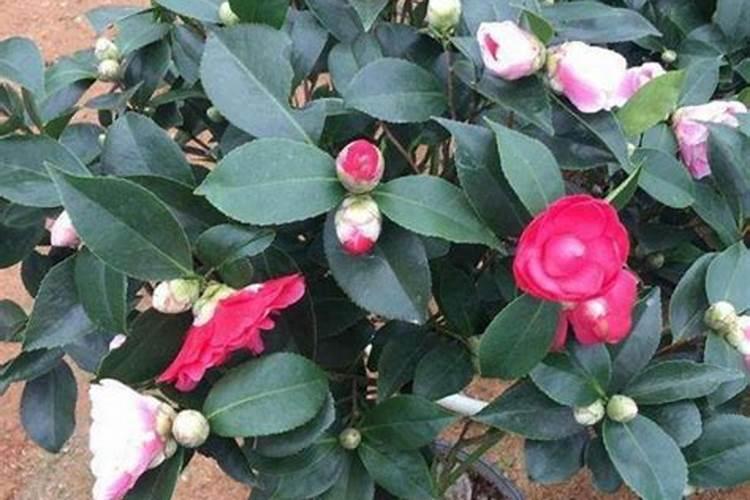 一百斤黄豆出油多少利润多少