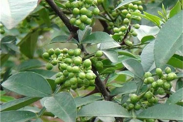 花椒树秋季施肥啥化肥最好？