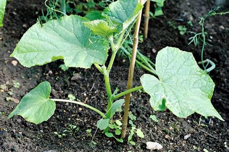 三角梅施什么肥好