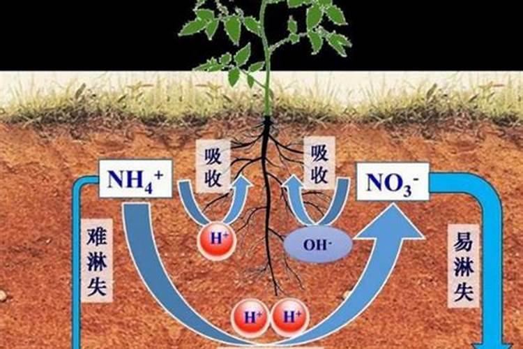 氮肥使用过量有哪些危害？氮肥使用技巧!