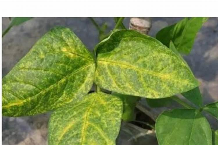 豆角黄叶落叶防治方法 豆角用什么药治黄叶病