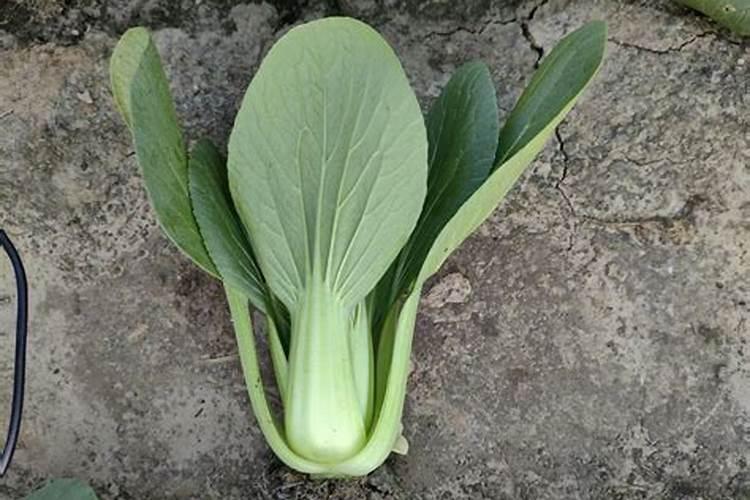 油菜要打几次硼肥