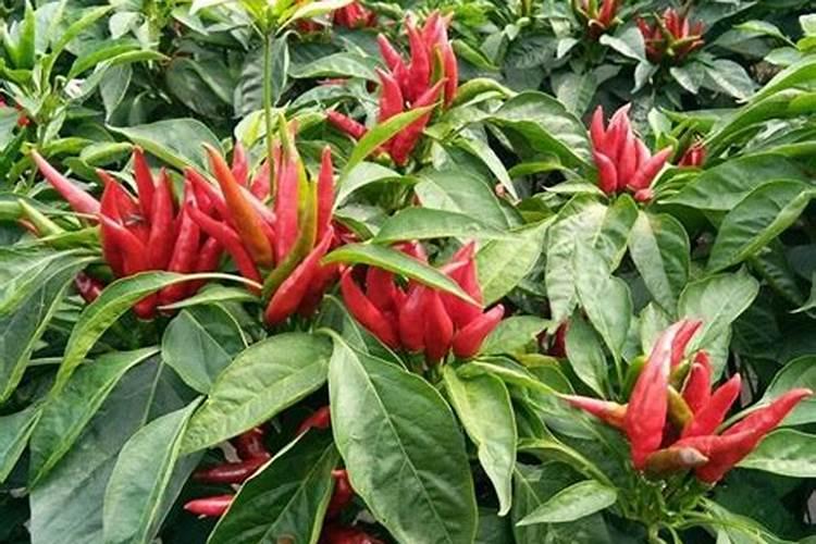 朝天椒弯头怎么预防