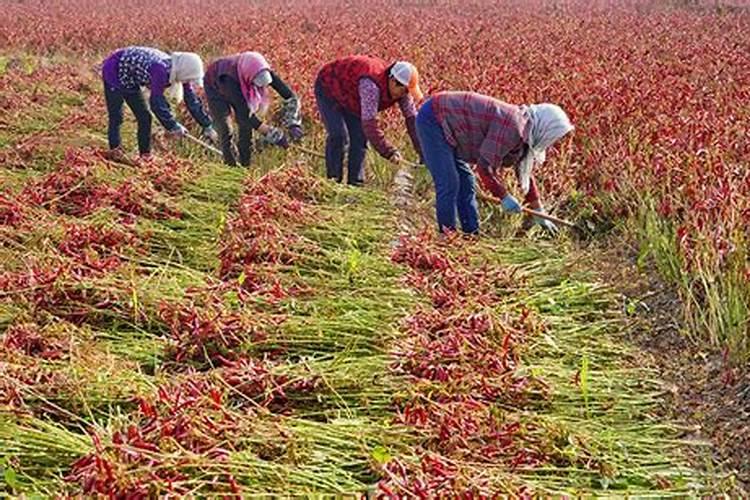 朝天椒卷叶打什么药