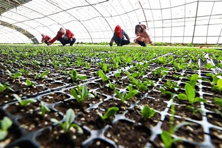 桉树施肥技术要点