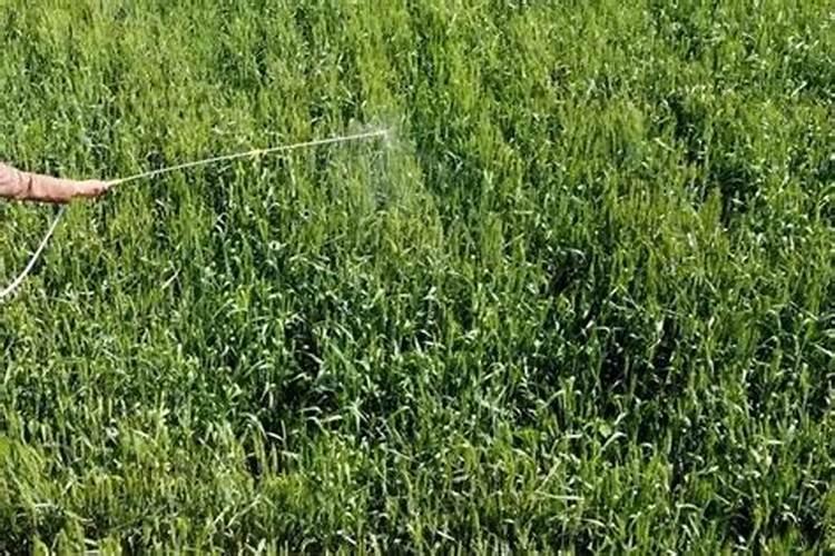 水稻什么时候用芸苔素好 使用方法及技巧