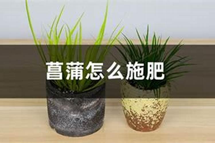 如何挽救枯萎的菖蒲植物