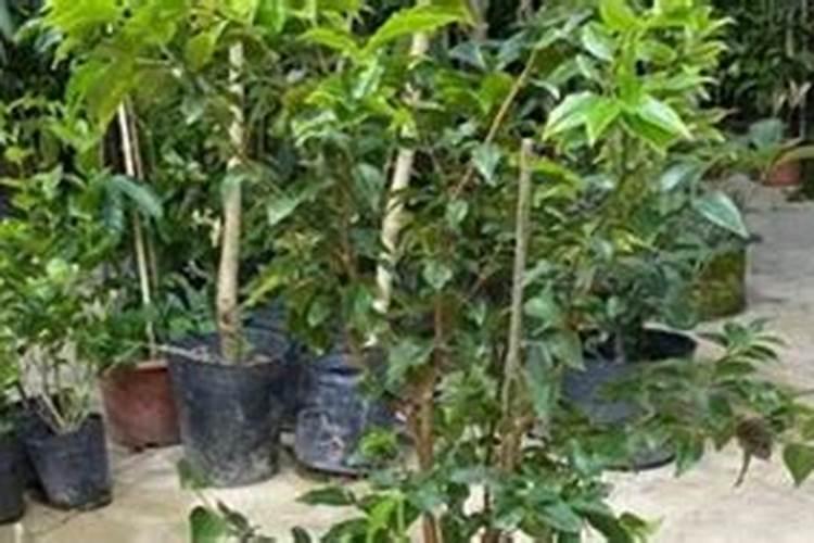 嘉宝果树施什么肥最好