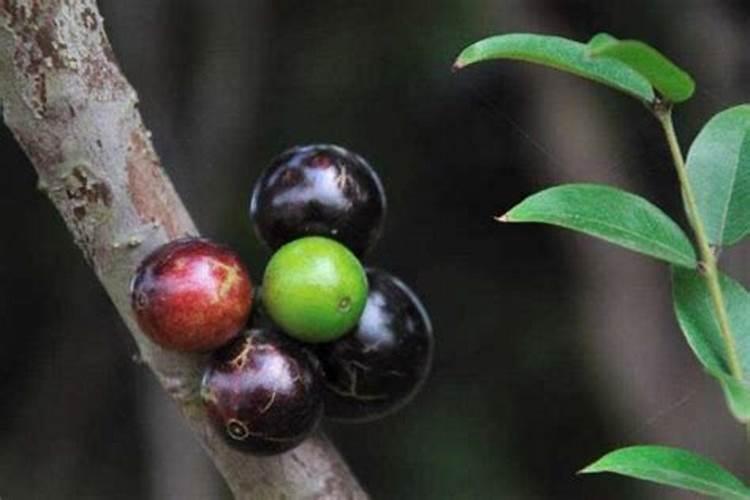 嘉宝怎么打理才多果