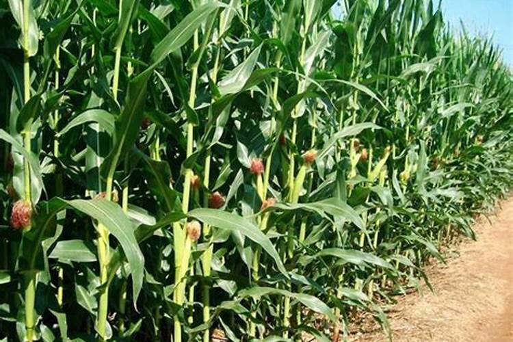 种植玉米用什么钾肥