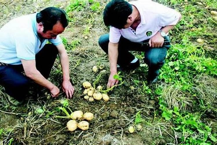 土豆如何高产栽培？土豆该施什么肥？