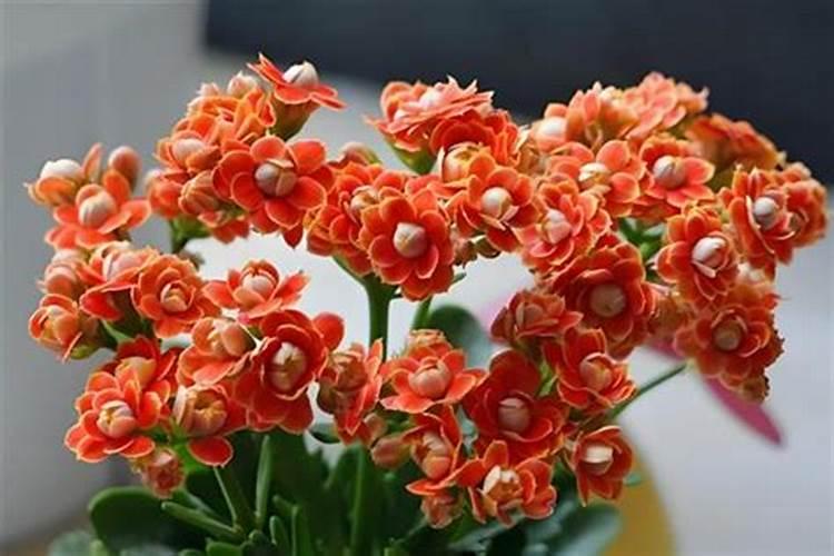 长寿花开花期间能施肥吗