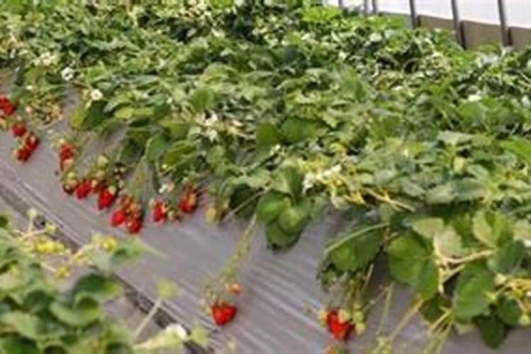 草莓怎么施肥和浇水