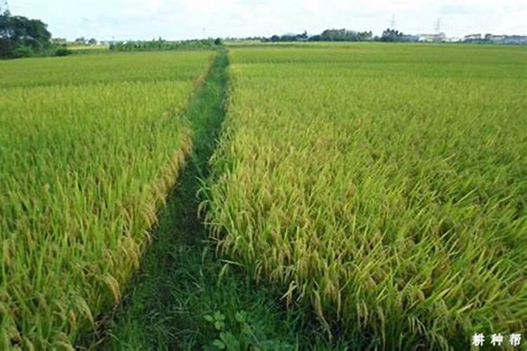 晚稻秧田施肥应注意哪些方面