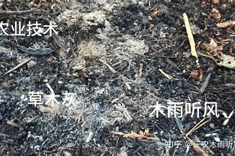 草木灰如何做肥料