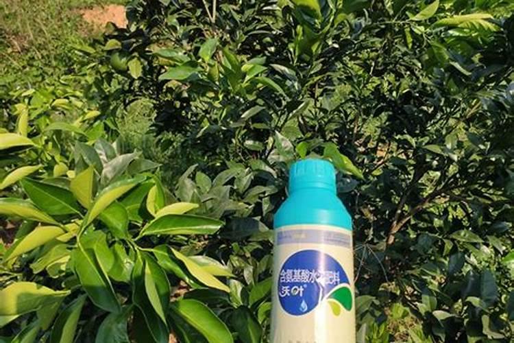 柑橘专用叶面肥哪个好？柑橘专用肥用什么好？柑橘肥料用“昆仑风”百度...