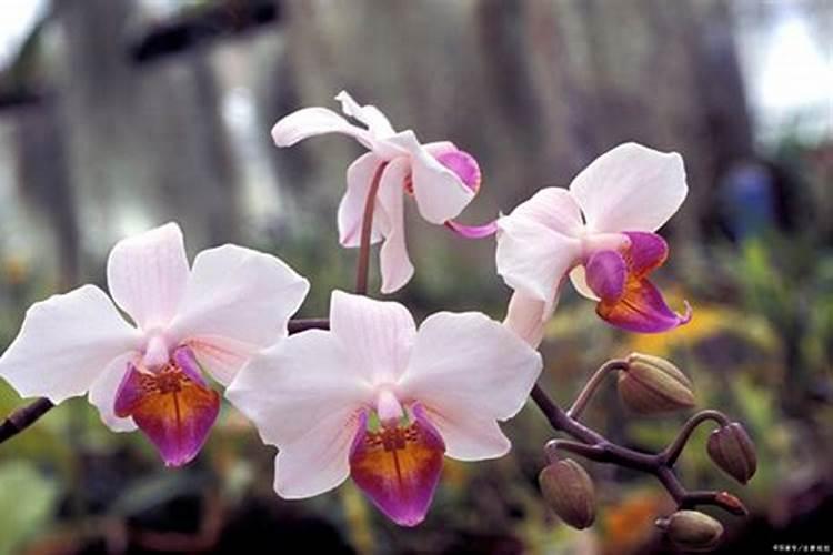 水溶肥配方谁知道