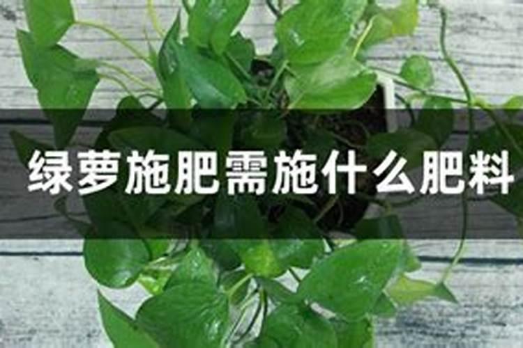 花叶子发黄用什么药