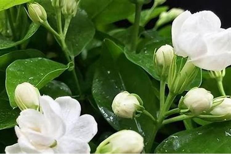 茉莉花可以用磷酸二氢钾吗