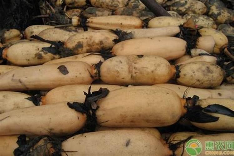 深山莲藕种植技巧