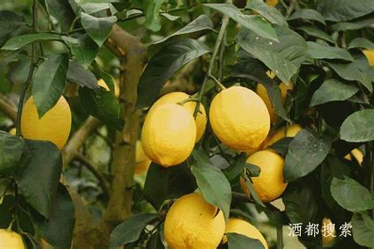 柠檬酸钾的作用和功效