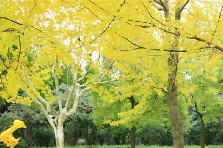 银杏树移栽后的养护