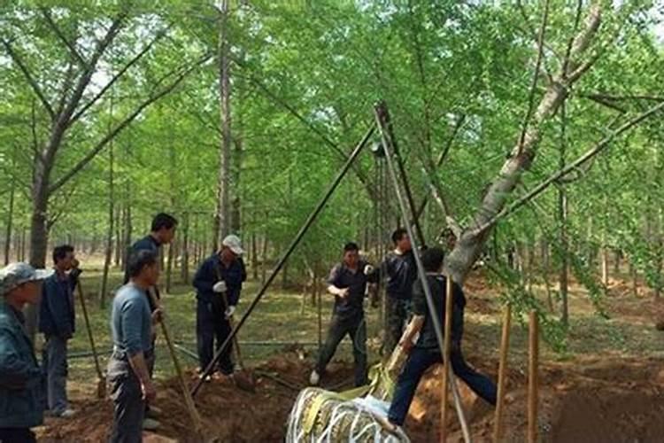 银杏移植多久可以浇水