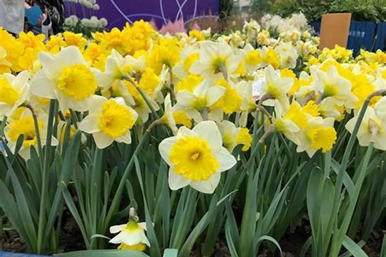 请问各位老师如图水稻淹水后造成的问题怎样治疗？