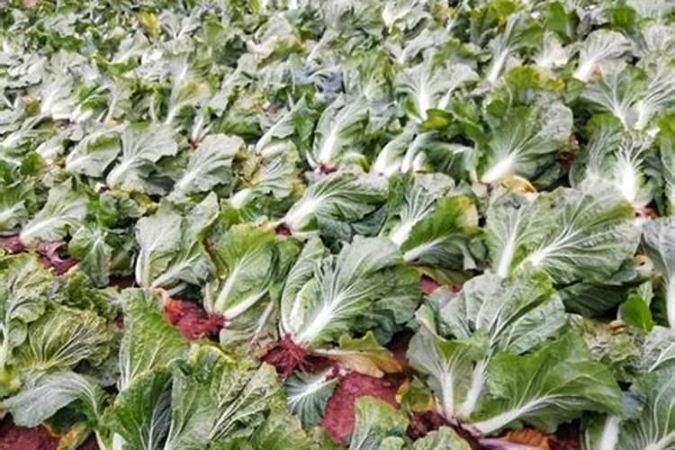 尿素适合种什么菜