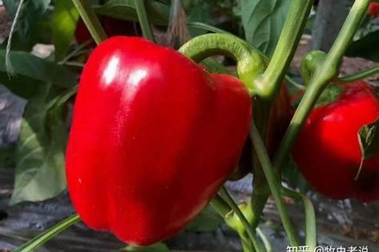 西瓜可以用芸苔素加磷酸二氢钾加多菌灵一起使用能吗？