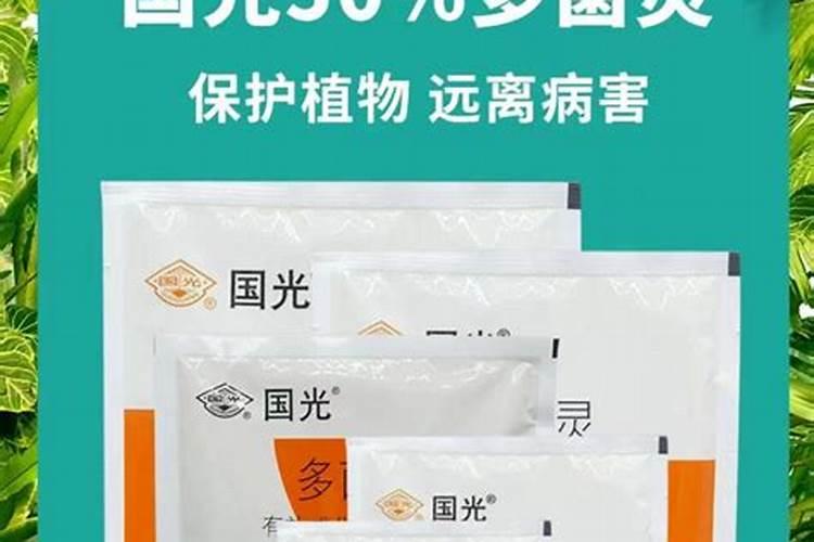 观果植物有哪些